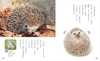 動物に関する教科書セット 第2版 【総額24000円】 1 くちばしと どうぶつの は (教科書にでてくる 生きものを